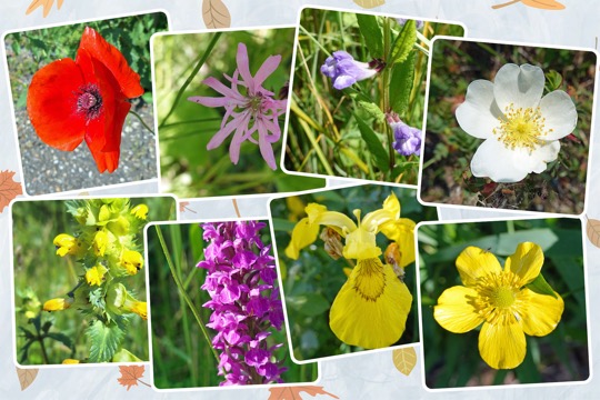 Zwanenwatercollage-1