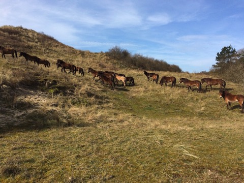 Paarden 2 Conny 20150414