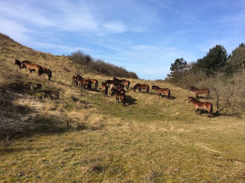 Paarden Conny 20150414