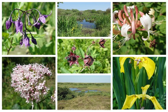 Zwanenwatercollage-2